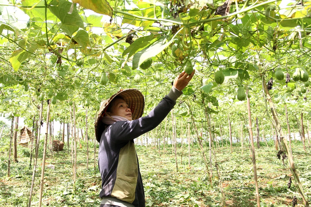 Một mô hình su su hữu cơ tại Đắk Lắk