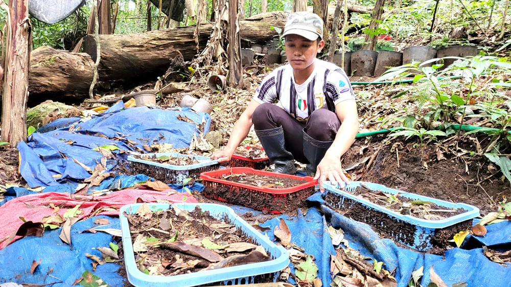 Vườn sâm của anh A Thuất bị chết