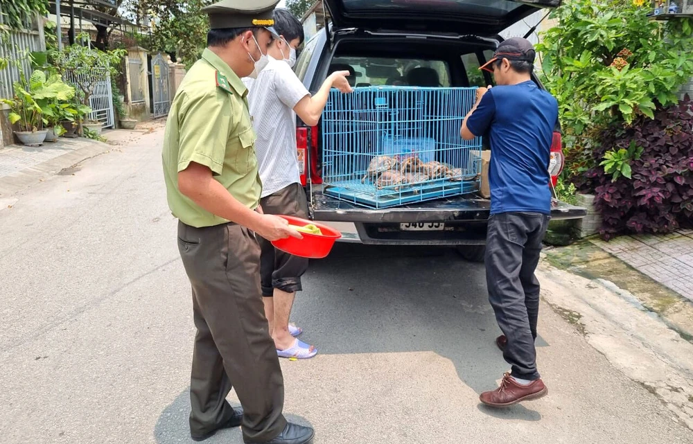 Giải cứu 5 cá thể rùa quý hiếm nuôi nhốt trái phép trong nhà dân ở TP Huế