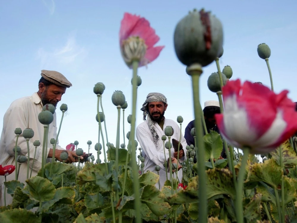 Nông dân làm việc tại một cánh đồng anh túc ở tỉnh Jalalabad, Afghanistan. Ảnh: REUTERS