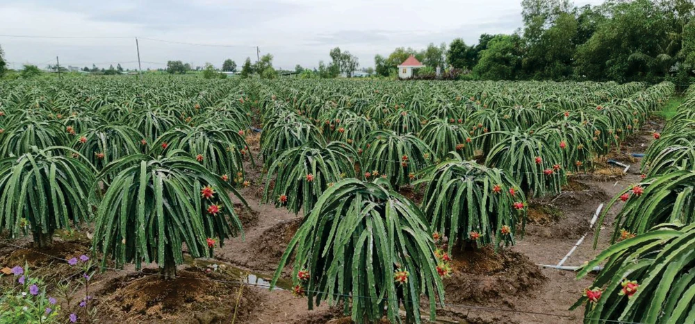 Theo người dân, giá thanh long 8.000-10.000 đồng/kg hiện nay, người trồng vẫn có lời