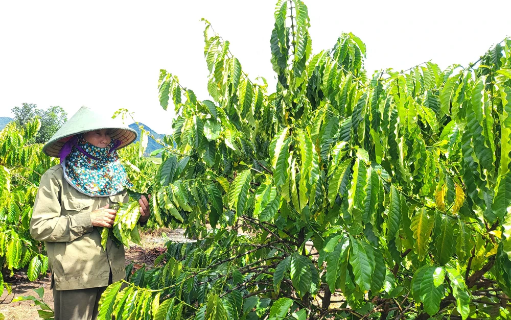 Nhờ áp dụng giống chất lượng cao và khoa học kỹ thuật trong chăm sóc, vườn cà phê của bà Trần Thị Đềm (xã Đắk Mar) xanh tốt