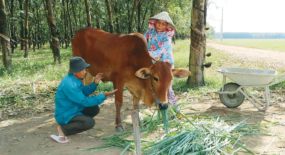 Người dân ở điểm dân cư liền kề chốt dân quân Bàu Sen (xã Tân Hà, huyện Tân Châu, tỉnh Tây Ninh) chăm sóc vật nuôi, ổn định đời sống