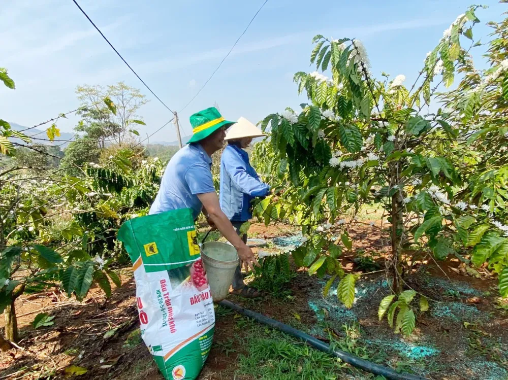 Người nông dân Tây Nguyên chăm sóc cây cà phê vối