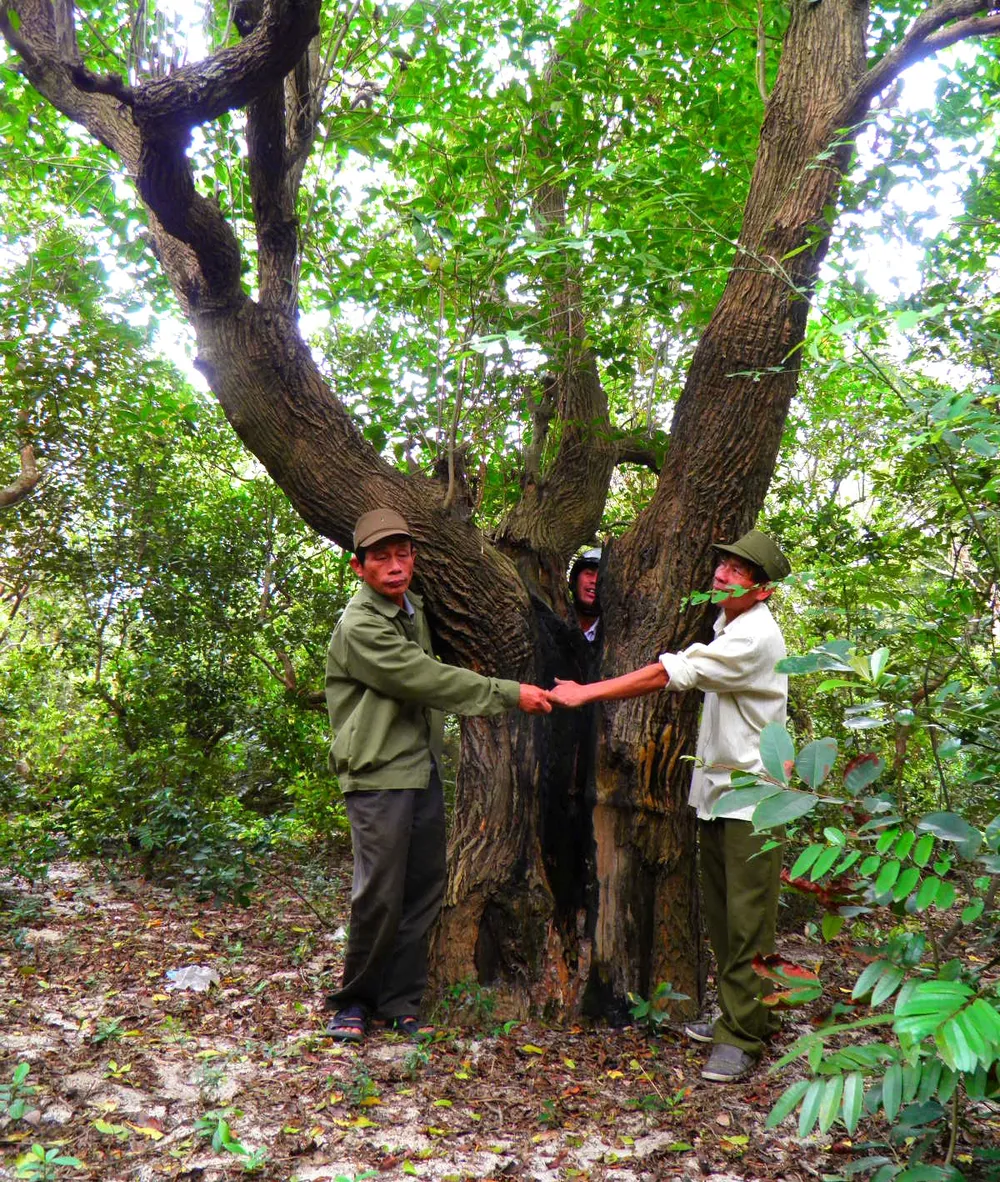 Nằm rải rác giữa rừng trâm bầu là những cây trai, cây sên khá lớn Nằm rải rác giữa rừng trâm bầu là những cây trai, cây sên khá lớn
