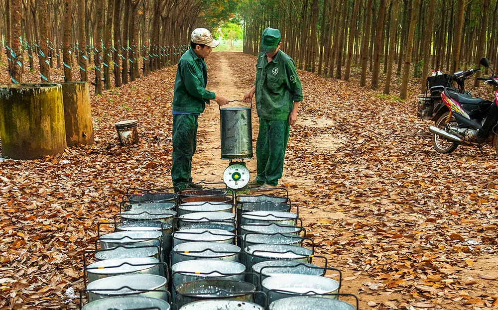 Nhiều công ty xuất khẩu cao su đang chờ được hoàn thuế giá trị gia tăng Nhiều công ty xuất khẩu cao su đang chờ được hoàn thuế giá trị gia tăng