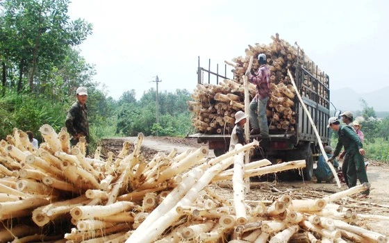 Người dân trồng keo tại miền Trung. Ảnh: VĂN THẮNG 