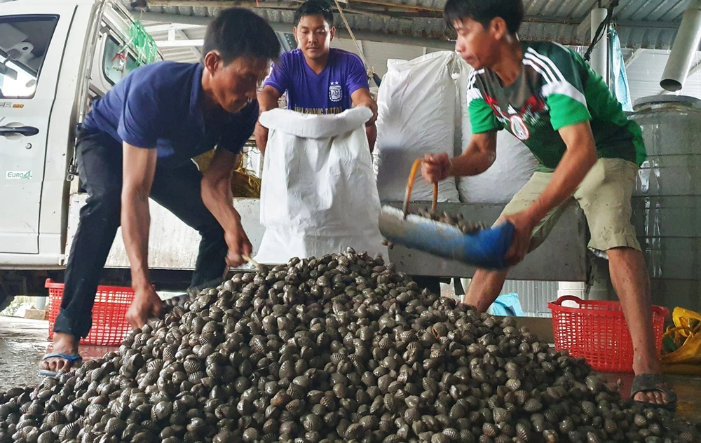 Vận chuyển sò huyết tới chợ đầu mối Bình Điền (TPHCM) ngay trong đêm để kịp tiêu thụ