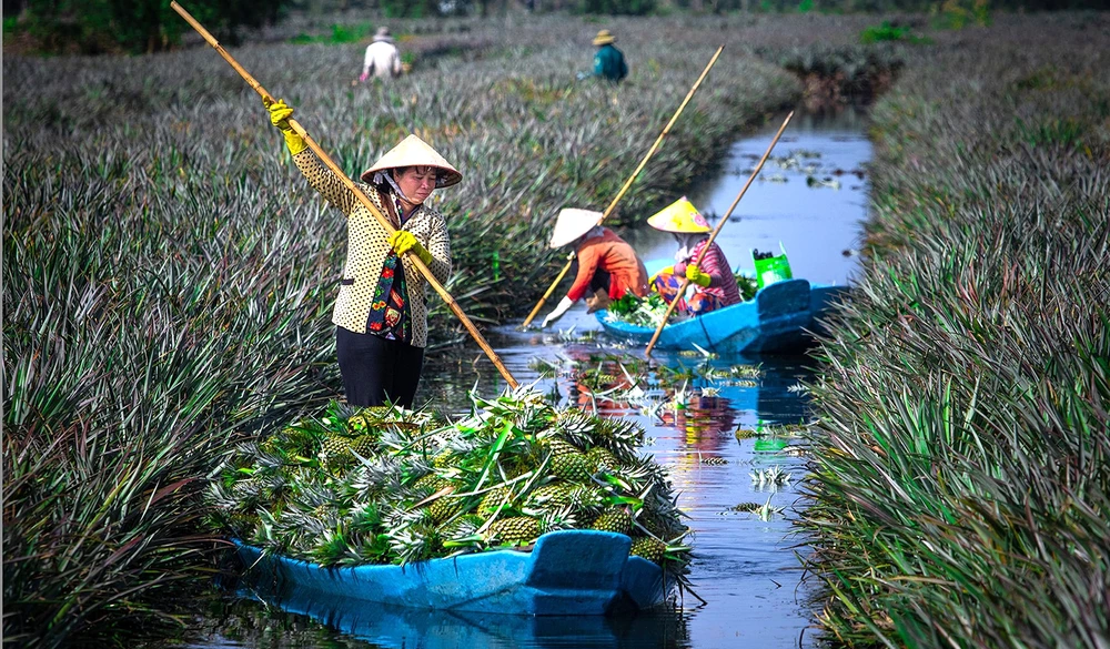 Mùa thu hoạch khóm Cầu Đúc (tỉnh Hậu Giang). Ảnh: LÝ ANH LAM