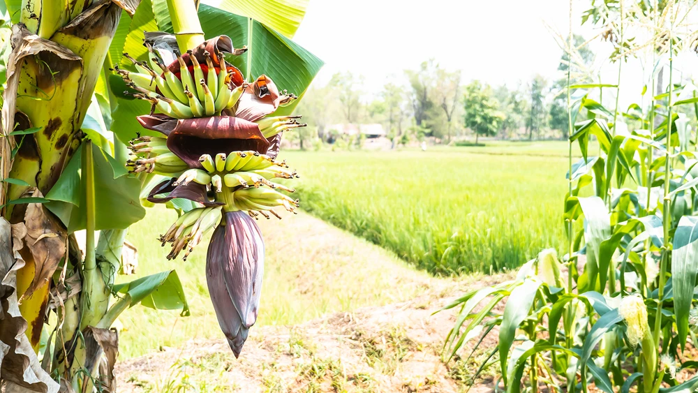 Bắp chuối đầu mùa