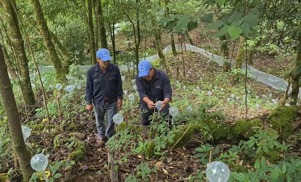Một mô hình trồng sâm Ngọc Linh ở rừng đặc dụng, phòng hộ tại xã Trà Linh, huyện Nam Trà My, Quảng Nam. Ảnh: NGUYỄN CƯỜNG Một mô hình trồng sâm Ngọc Linh ở rừng đặc dụng, phòng hộ tại xã Trà Linh, huyện Nam Trà My, Quảng Nam. Ảnh: NGUYỄN CƯỜNG