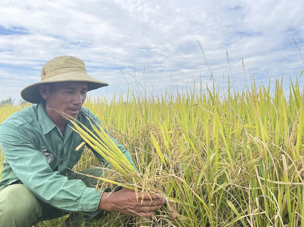 Người nông dân Quảng Trị sản xuất lúa hữu cơ theo tiêu chuẩn xanh của thế giới. Ảnh: VĂN THẮNG