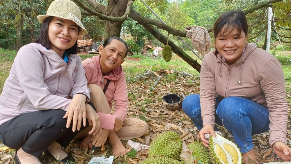 Thưởng thức sầu riêng chín cây tại vườn ở huyện Hớn Quản, tỉnh Bình Phước