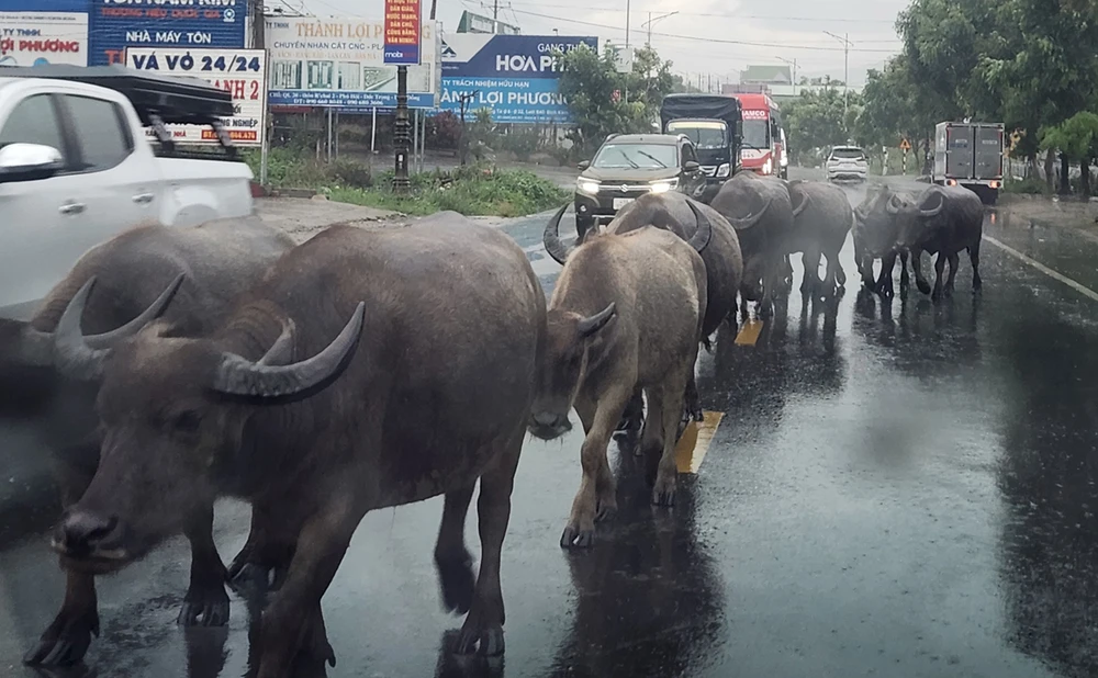 Trâu thong dong trên quốc lộ