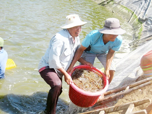  tôm là thế mạnh kinh tế của Sóc Trăng. 