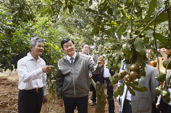 Nguyên Chủ tịch nước Trương Tấn Sang tại thực địa vườn cây macca của ông Lê Đức Ba ở Đơn Dương, Lâm Đồng