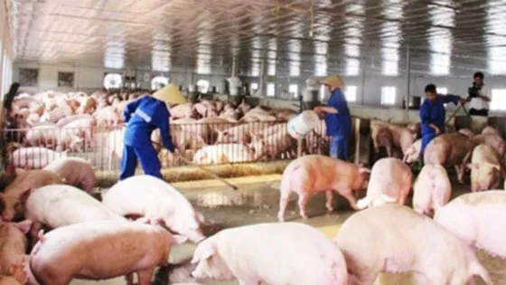 Chưa rõ trách nhiệm của Bộ trưởng Bộ NN-PTNT ảnh 4 Chưa rõ trách nhiệm của Bộ trưởng Bộ NN-PTNT ảnh 4
