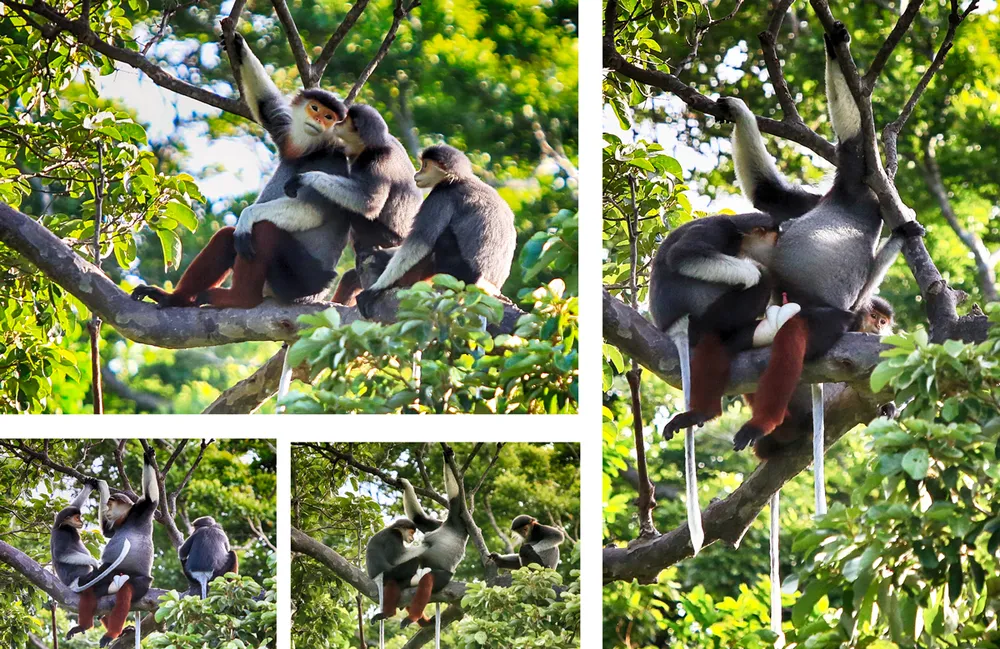 Bảo tồn phát triển bền vững hệ sinh thái Sơn Trà ảnh 1