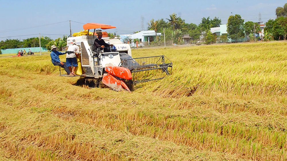 Nếu nước biển dâng 100cm thì khoảng 38,9% diện tích ĐBSCL bị ngập. Trong ảnh: Thu hoạch lúa tại ĐBSCL. Ảnh: CAO THĂNG