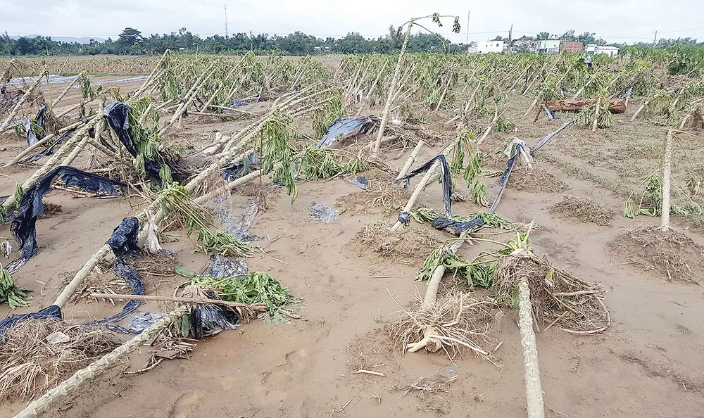 Nông dân miền Trung chuẩn bị vào mùa sau lũ bão ảnh 4