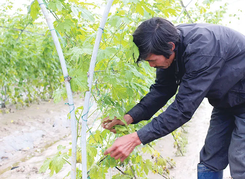 Nông dân miền Trung chuẩn bị vào mùa sau lũ bão ảnh 5