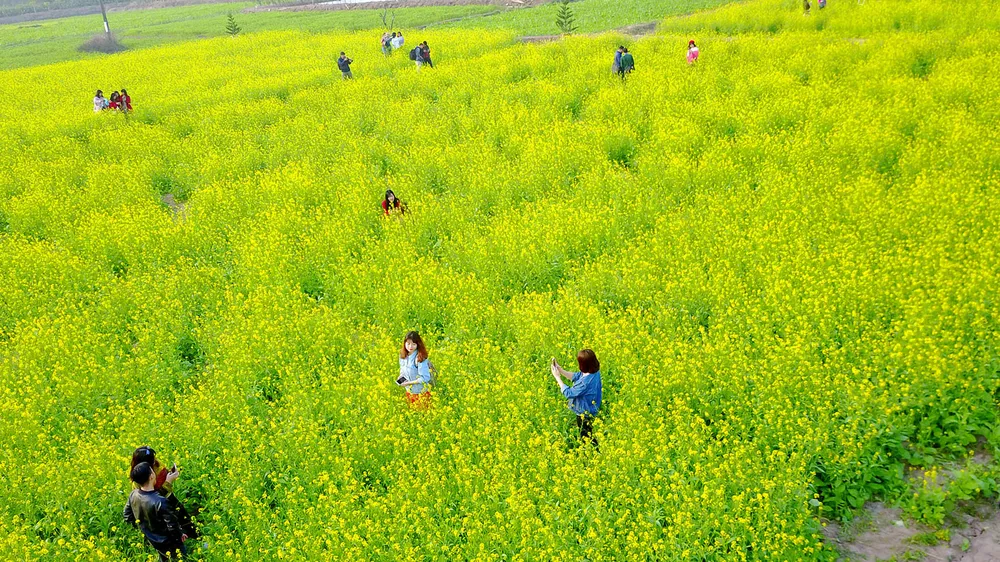 Ngắm hoa cải vàng rực rỡ trong nắng đông ảnh 17