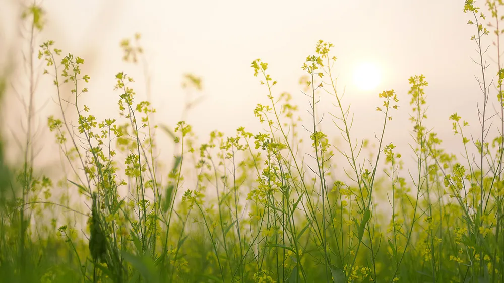 Ngắm hoa cải vàng rực rỡ trong nắng đông ảnh 2