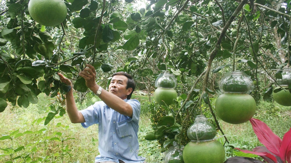 Bưởi hồ lô - hàng “độc” của nông dân Hậu Giang sản xuất cung ứng dịp tết