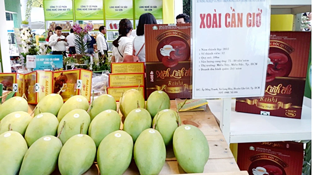 Trồng xoài cát, thu nhập cao