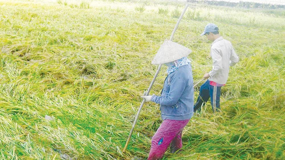 Mưa lũ gây thiệt hại trên diện rộng ảnh 2