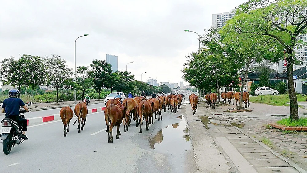 Trâu bò thả rong trên đường phố