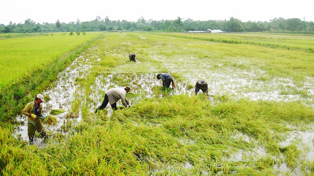 Giảm 30.000ha lúa thu đông mùa lũ