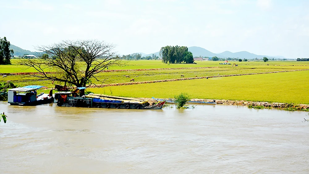 Nhiều diện tích lúa thu đông ngoài đê bao bị lũ đe dọa