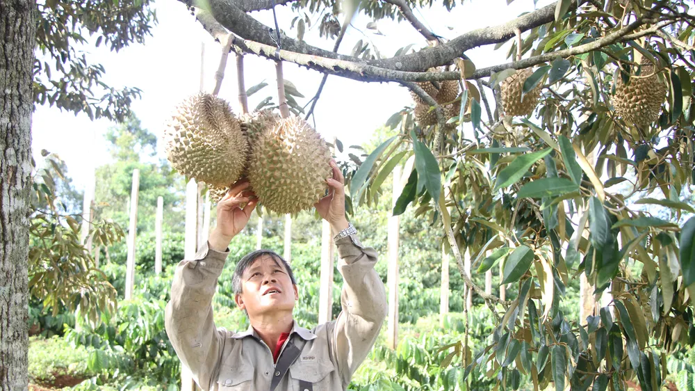 Nông dân huyện Đắk Mil phấn khởi khi thị trường sầu riêng được giá