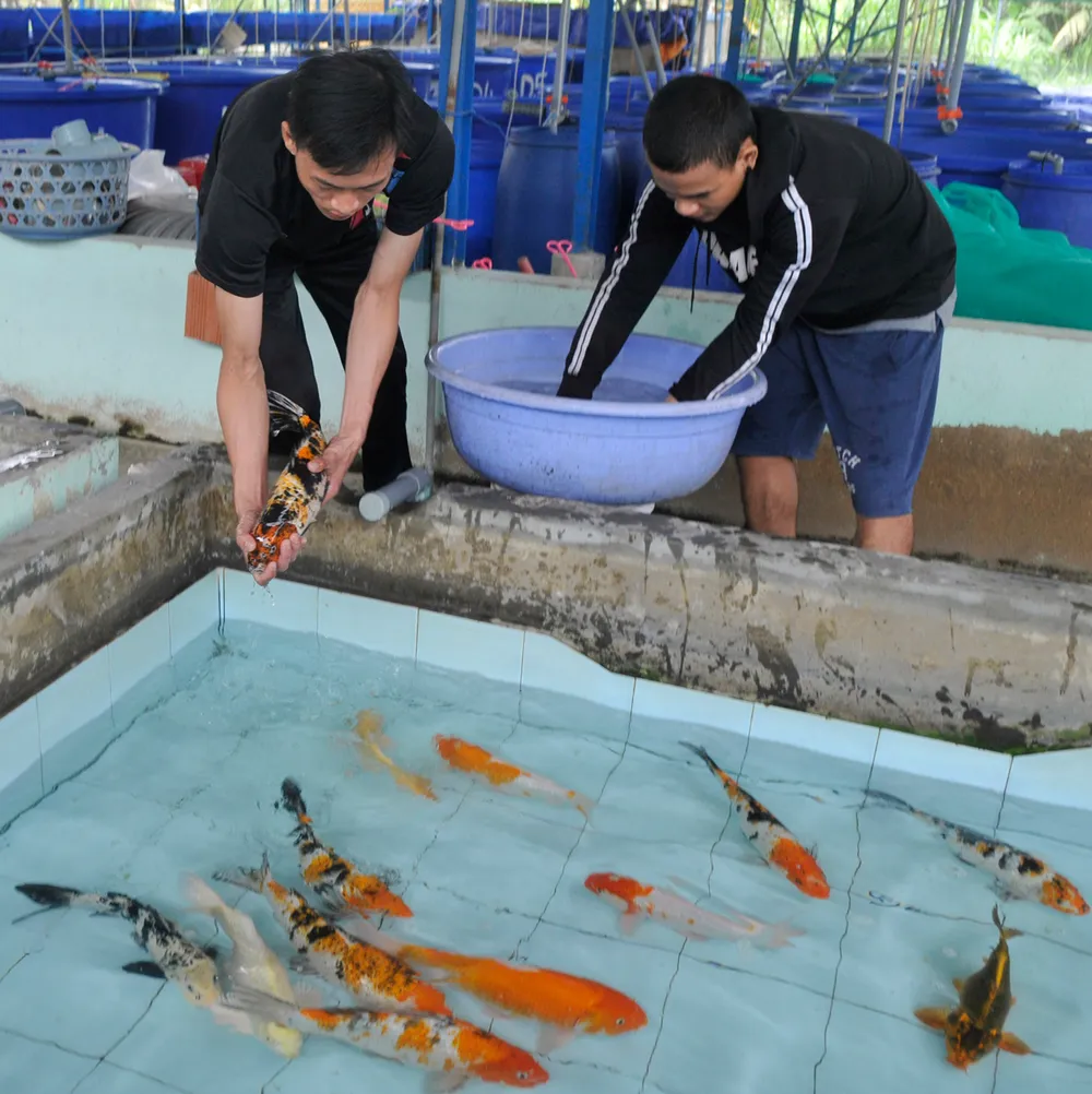 Chuỗi liên kết giúp nâng cao giá trị cá cảnh ảnh 1