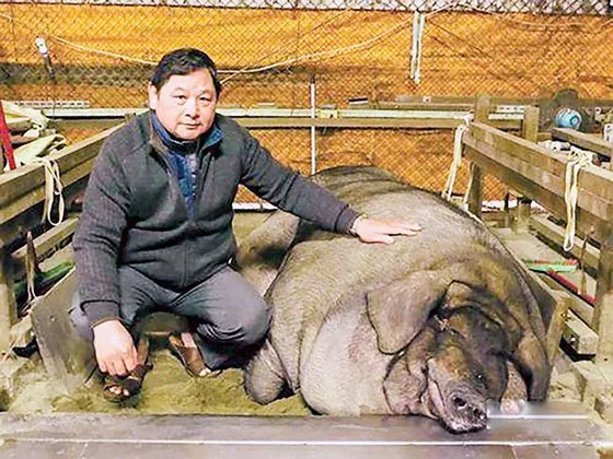 Năm Hợi bàn chuyện lạ về heo ảnh 5