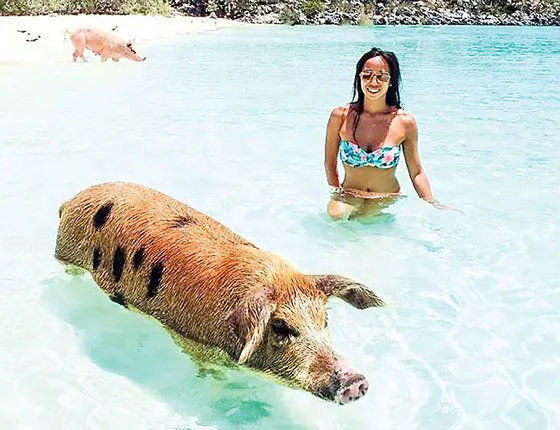 Năm Hợi bàn chuyện lạ về heo ảnh 6