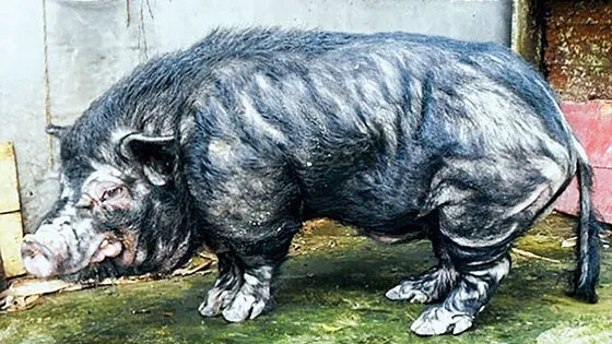 Năm Hợi bàn chuyện lạ về heo ảnh 7
