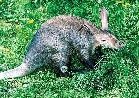 Năm Hợi bàn chuyện lạ về heo ảnh 2