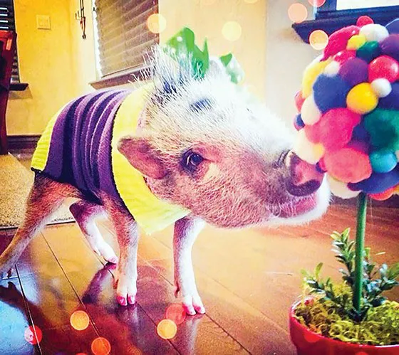 Năm Hợi bàn chuyện lạ về heo ảnh 1