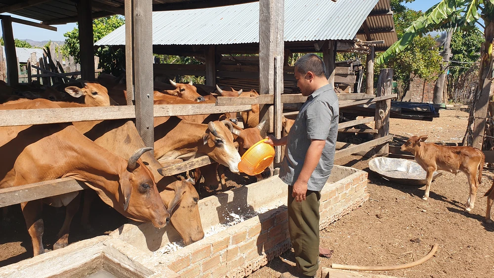 Nhờ cần cù, siêng năng đến nay vợ chồng anh Diện đã có 6ha mía, đàn bò hơn 50 con, thu nhập bình quân từ 500 - 700 triệu đồng/năm