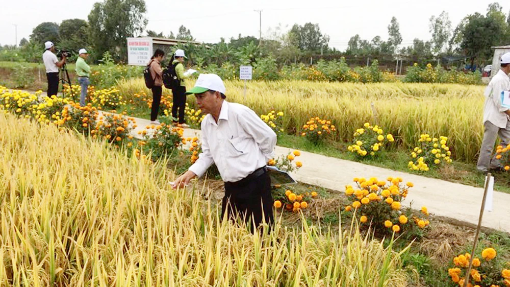 Mô hình “ruộng lúa, bờ hoa” đem lại hiệu quả cao