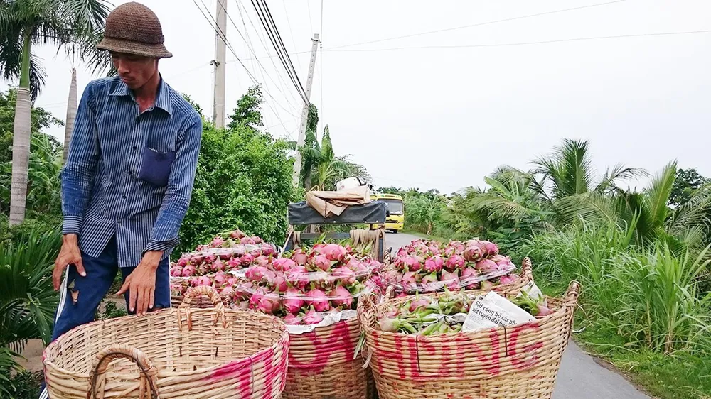Sản xuất và xuất khẩu cây ăn quả: Thiếu thông tin về thị trường tiêu thụ ảnh 1 Sản xuất và xuất khẩu cây ăn quả: Thiếu thông tin về thị trường tiêu thụ ảnh 1