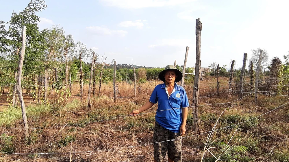 Người dân xã Ia Blứ trồng chanh dây do Công ty Tuấn Đại An cung cấp giống nhưng không có quả, buộc dân phải chặt bỏ