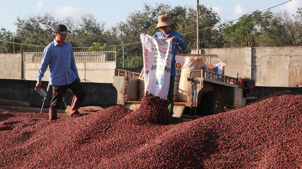 Người trồng giữ hàng trước tình trạng cà phê mất giá