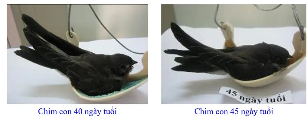 Phát triển bền vững nghề nuôi chim Yến tại Nam Trung bộ và Tây Nguyên ảnh 10