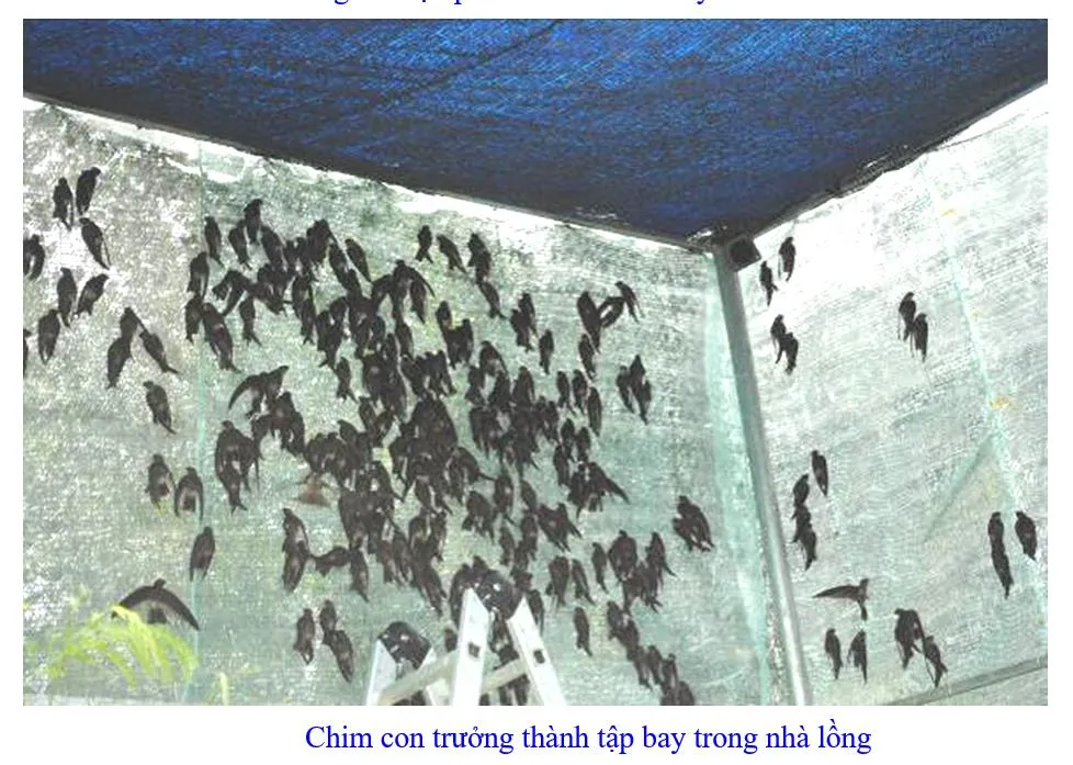 Phát triển bền vững nghề nuôi chim Yến tại Nam Trung bộ và Tây Nguyên ảnh 11