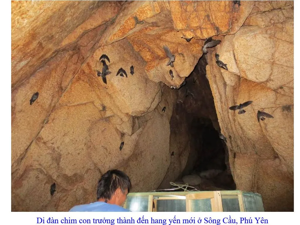 Phát triển bền vững nghề nuôi chim Yến tại Nam Trung bộ và Tây Nguyên ảnh 12