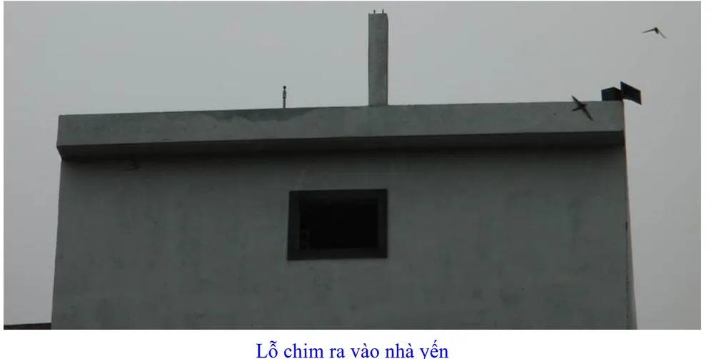 Phát triển bền vững nghề nuôi chim Yến tại Nam Trung bộ và Tây Nguyên ảnh 18