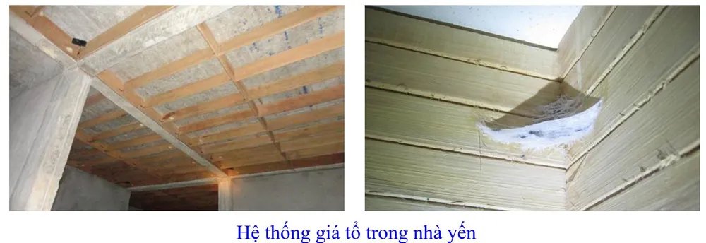 Phát triển bền vững nghề nuôi chim Yến tại Nam Trung bộ và Tây Nguyên ảnh 19